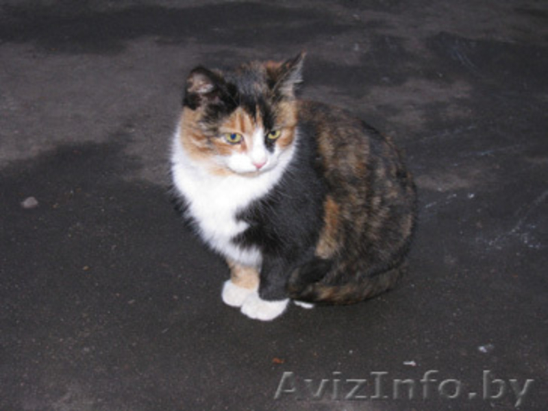 Котята в дар т. 267-62-60 - Изображение #2, Объявление #120723