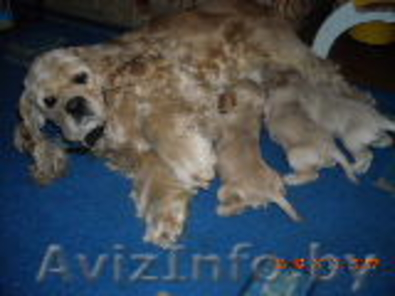 Американского кокер- спаниеля щенки - Изображение #2, Объявление #130143