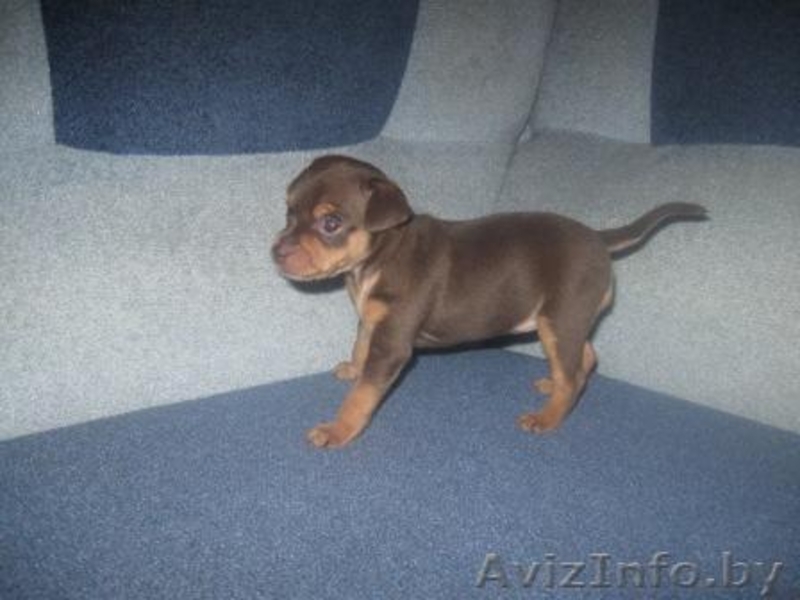 Продается щенок русского той-терьера - Изображение #1, Объявление #132682