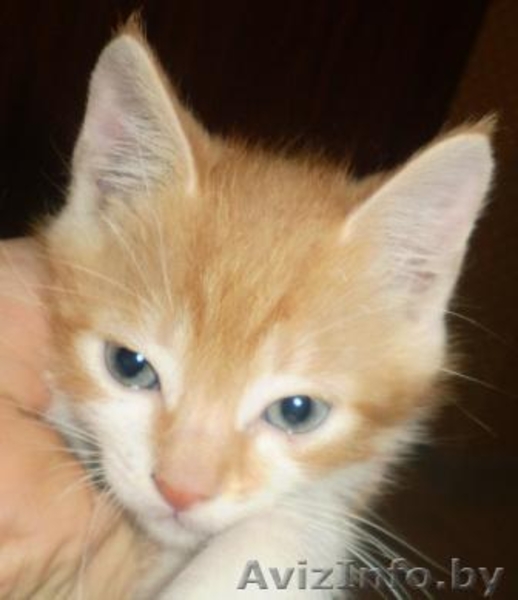 SOS!Нежный котенок  дар  - Изображение #1, Объявление #120320