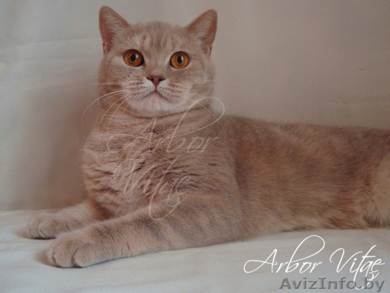 Британские котята- медвежата из питомника - Изображение #4, Объявление #125379