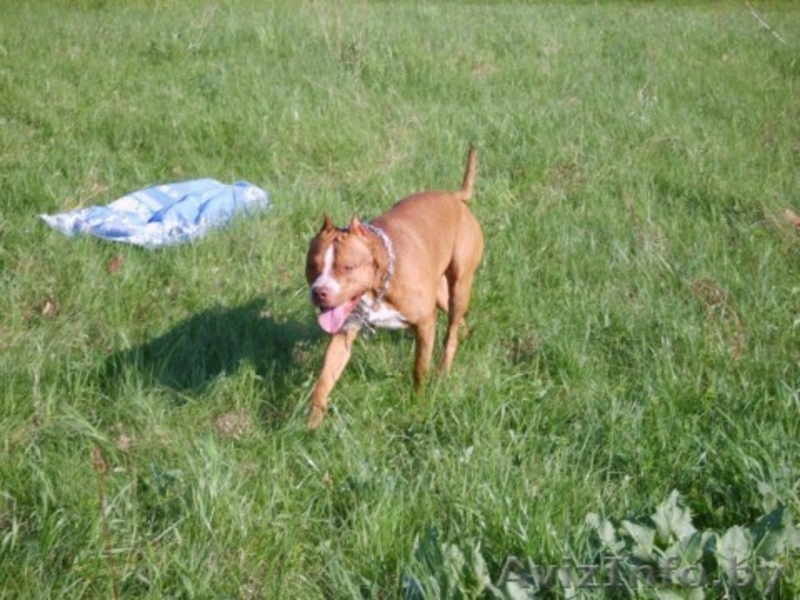 щенки питбуля недорого - Изображение #2, Объявление #133299