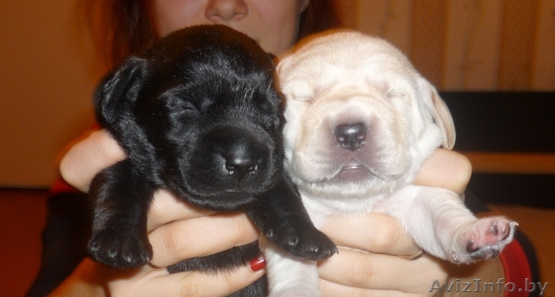 Щенки лабрадора шоу-класса от родителей чемпионов - Изображение #1, Объявление #122005