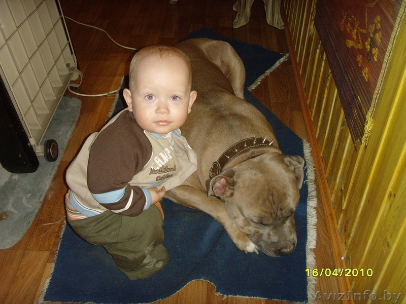 Ордам в добрые руки - Изображение #1, Объявление #128618