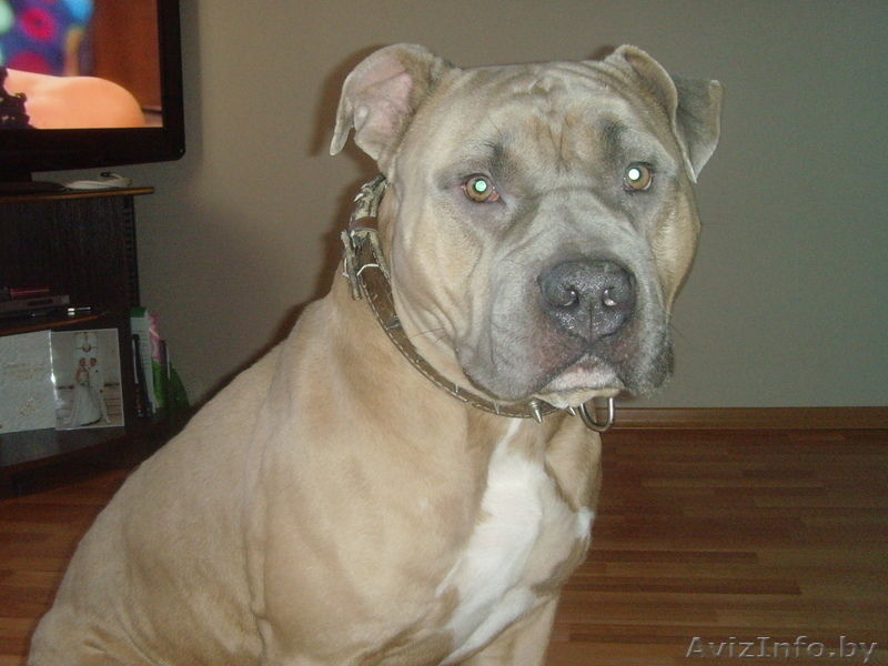 Ордам в добрые руки - Изображение #2, Объявление #128618