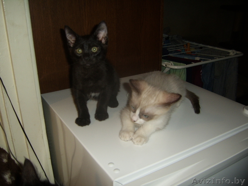 Котята в добрые надежные руки - Изображение #4, Объявление #124100