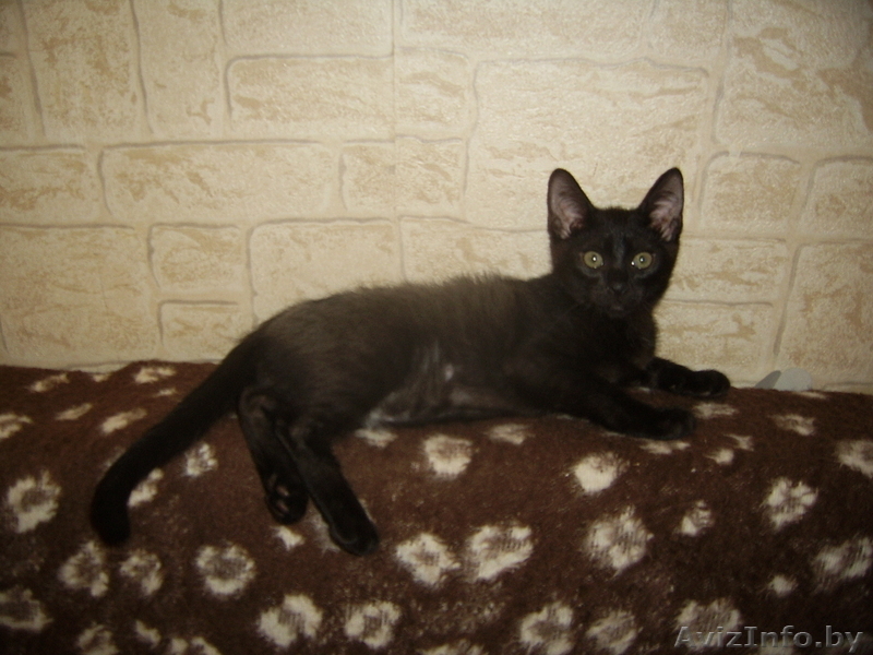 Котята в добрые надежные руки - Изображение #2, Объявление #124100