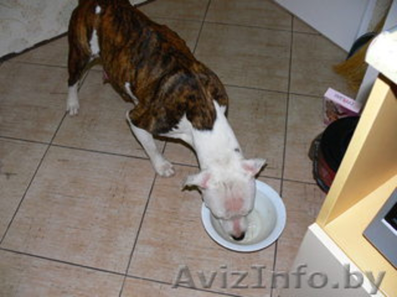  найдена сука стаффа тигр с бел - Изображение #1, Объявление #118634