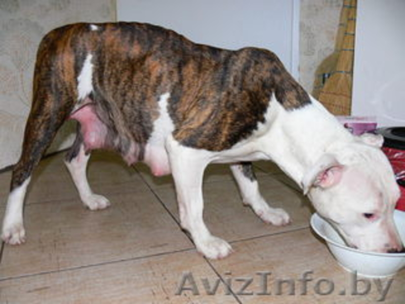  найдена сука стаффа тигр с бел - Изображение #2, Объявление #118634