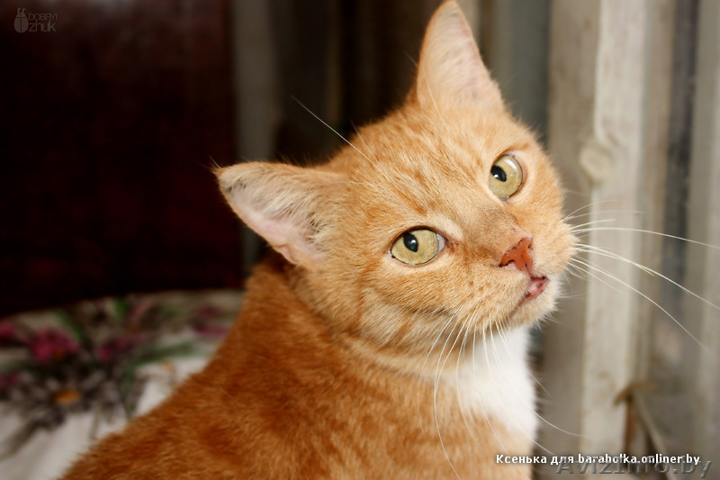 Рыжая ласковая кошечка, 2 года  - Изображение #2, Объявление #156029
