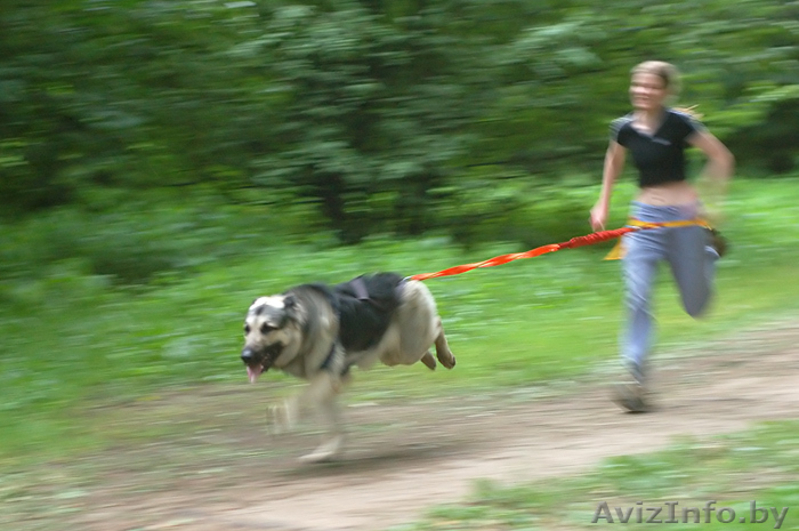 Восточно-европейская овчарка. Щенки - Изображение #3, Объявление #146675