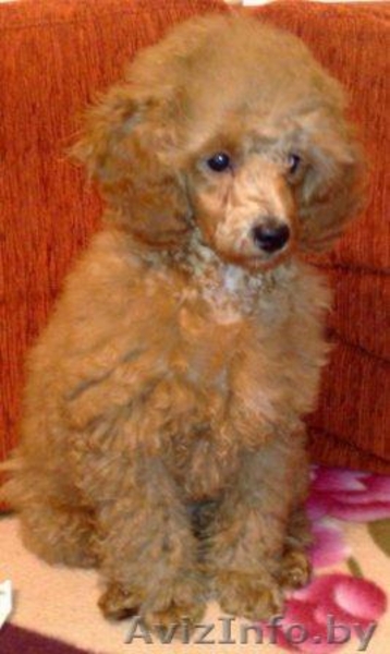 Щенки той-пуделя - Изображение #1, Объявление #141662