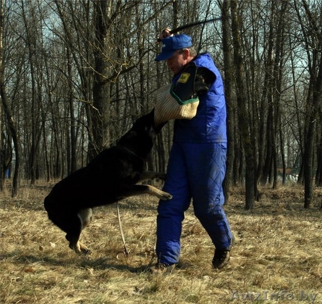 Восточно-европейская овчарка. Щенки - Изображение #10, Объявление #146675