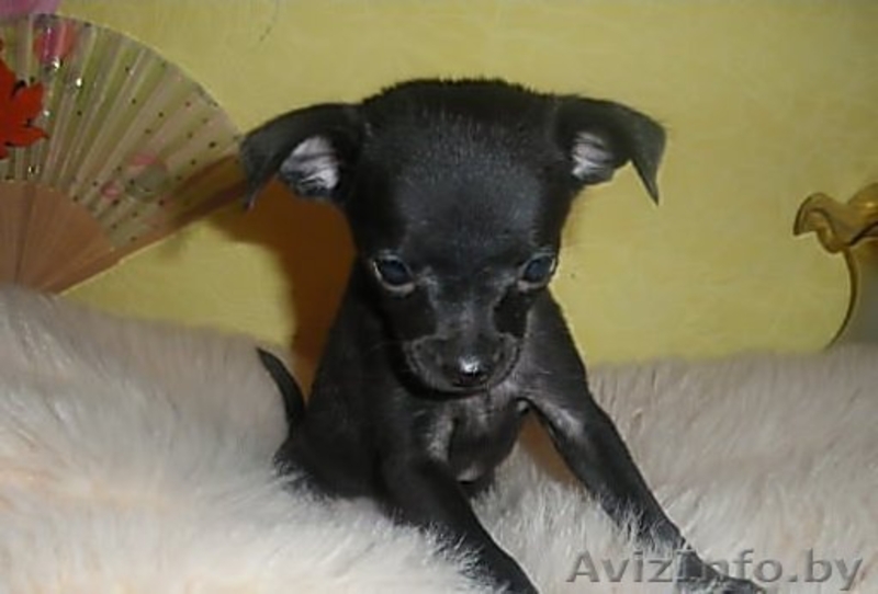 Элитные щенки той терьера!!! - Изображение #4, Объявление #140068