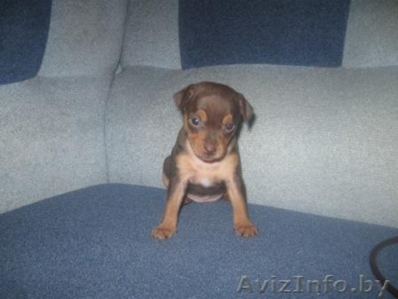 Продается щенок русского той-терьера - Изображение #2, Объявление #132682