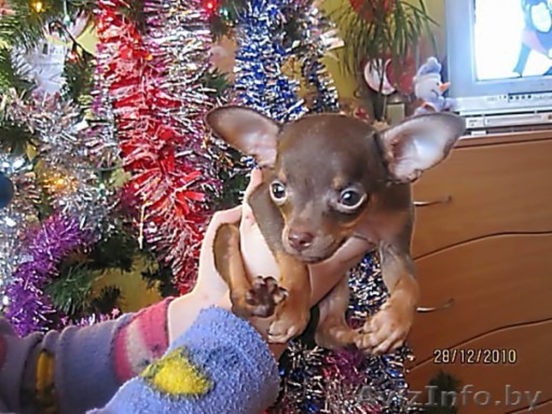 Элитные щенки той терьера!!! - Изображение #3, Объявление #140068