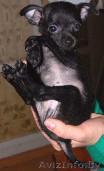 Элитные щенки той терьера!!! - Изображение #2, Объявление #140068