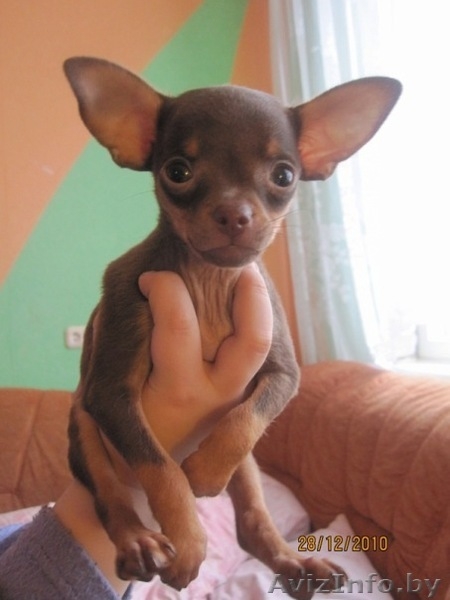 Элитные щенки той терьера!!! - Изображение #5, Объявление #140068