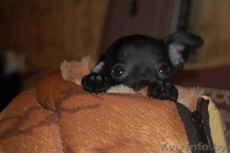 Элитные щенки той терьера!!! - Изображение #6, Объявление #140068