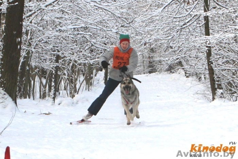 Восточно-европейская овчарка. Щенки - Изображение #4, Объявление #146675