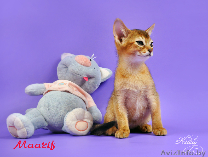 Абиссинские котята - солнечное счастье!!! - Изображение #2, Объявление #146951