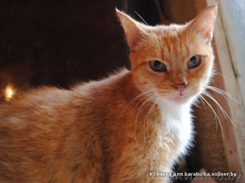 Рыжая ласковая кошечка, 2 года  - Изображение #1, Объявление #156029