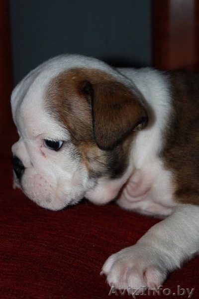 щенки английского бульдога от элитных родителей - Изображение #2, Объявление #138064
