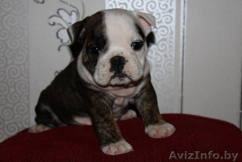 щенки английского бульдога от элитных родителей - Изображение #3, Объявление #138064
