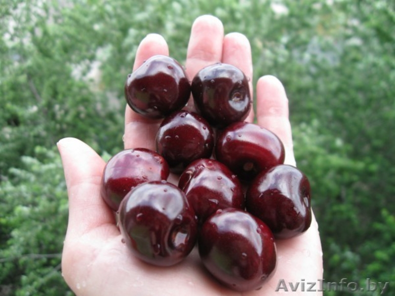 Саженцы яблони, смородины, малины, груши, вишни, черешни, абрикоса, крыжовника и - Изображение #8, Объявление #146881