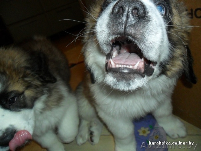 щенки сенбернара - Изображение #2, Объявление #137613