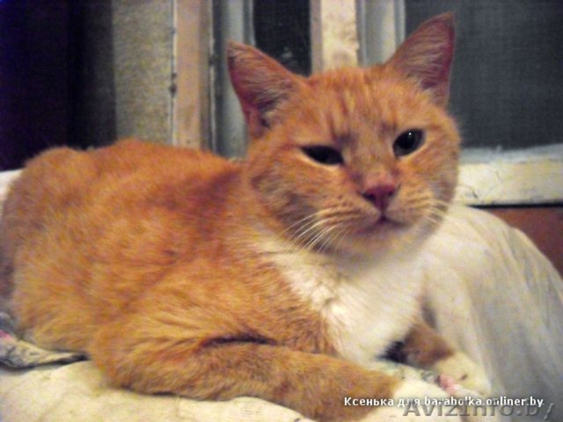 Рыжая ласковая кошечка, 2 года  - Изображение #3, Объявление #156029