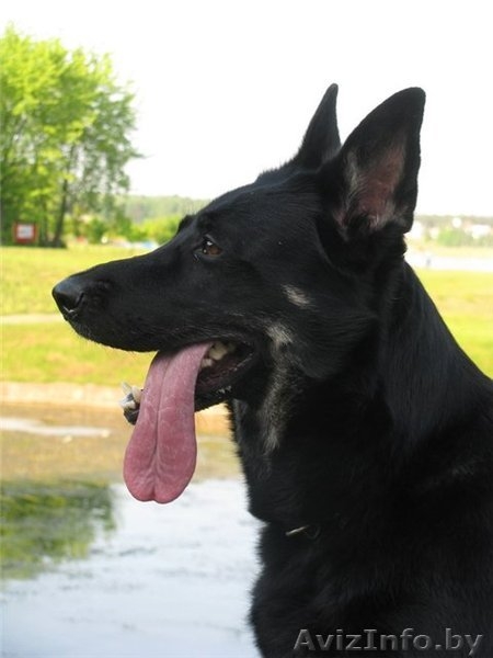 Восточно-европейская овчарка. Щенки - Изображение #6, Объявление #146675