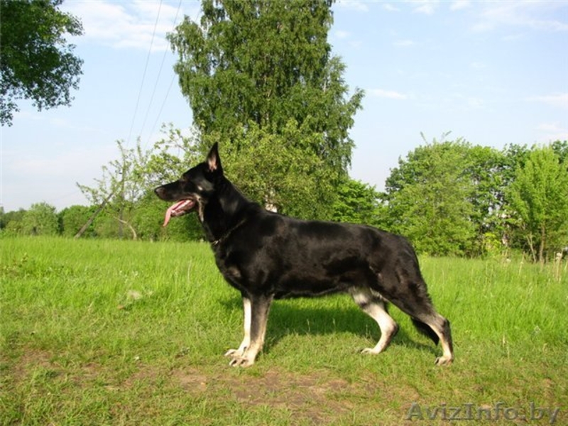 Восточно-европейская овчарка. Щенки - Изображение #7, Объявление #146675