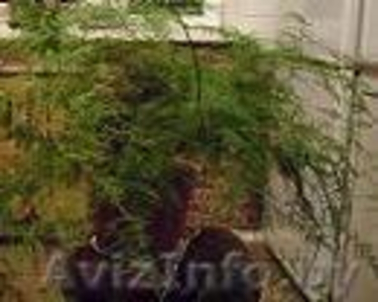 распродажа комнатных растений 8 033 66 45732 - Изображение #4, Объявление #144158