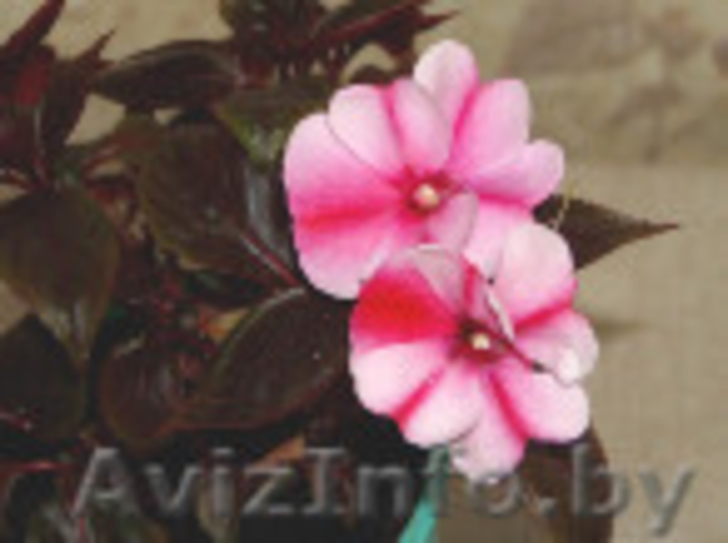 распродажа комнатных растений 8 033 66 45732 - Изображение #3, Объявление #144158