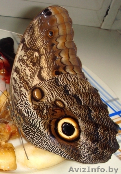 тропические бабочки в подарок. - Изображение #2, Объявление #149474