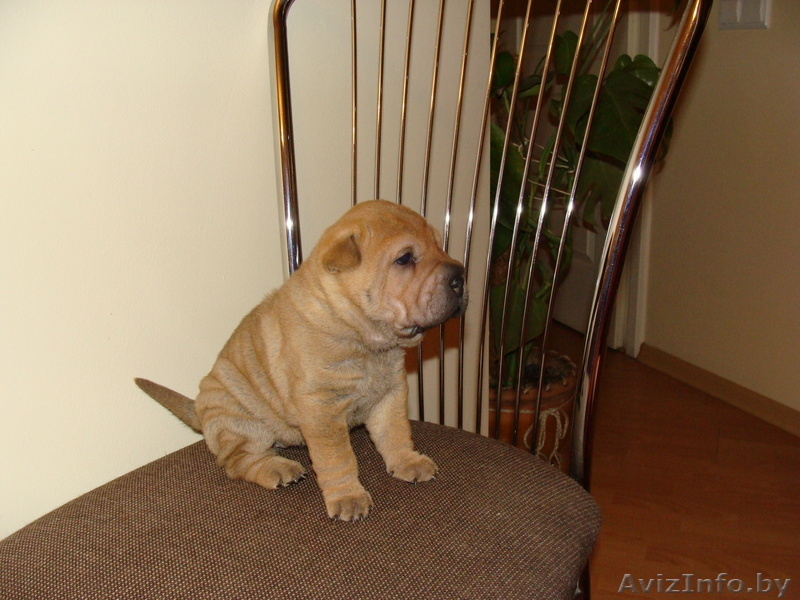 Шарпей щенки с родословной, девочки и мальчики - Изображение #3, Объявление #142277