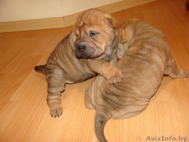 Шарпей щенки с родословной, девочки и мальчики - Изображение #2, Объявление #142277