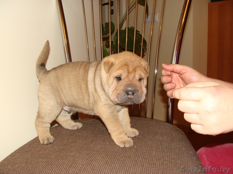 Шарпей щенки с родословной, девочки и мальчики - Изображение #1, Объявление #142277