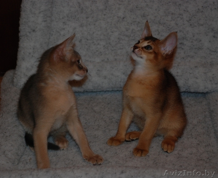 Красавцы абиссинские котята - Изображение #2, Объявление #145160