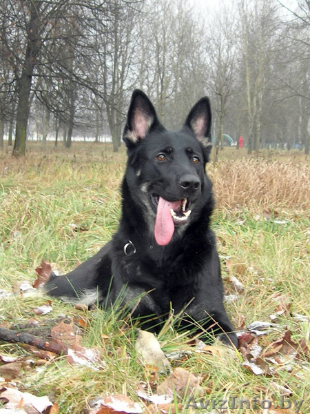 Восточно-европейская овчарка. Щенки - Изображение #8, Объявление #146675