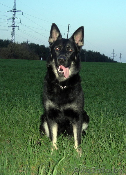 Восточно-европейская овчарка. Щенки - Изображение #9, Объявление #146675