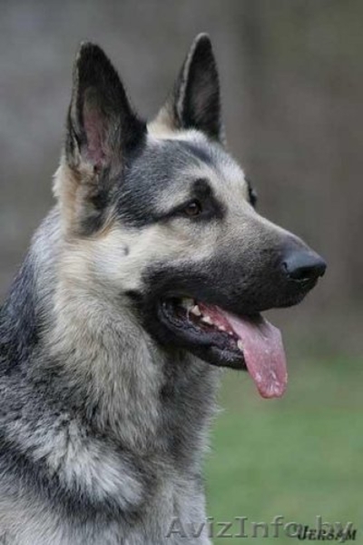 Восточно-европейская овчарка. Щенки - Изображение #1, Объявление #146675