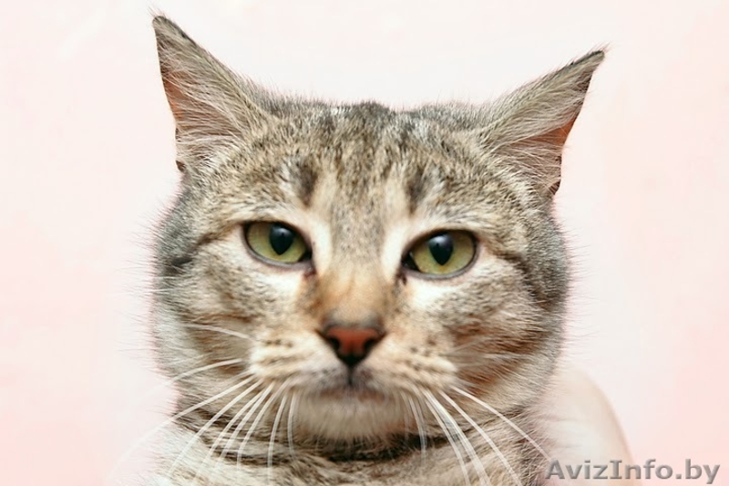 Миниатюрная рысь - зеленоглазый котенок - в дар - Изображение #1, Объявление #155896