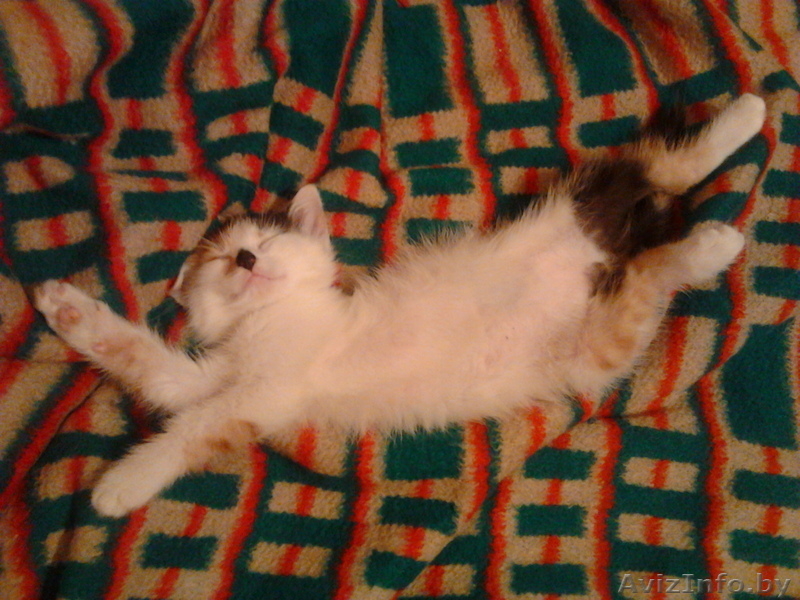 Красивая пушистая кошечка ждет своих хозяев - Изображение #1, Объявление #138194