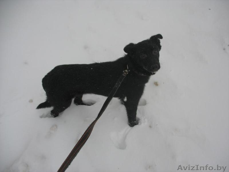 В ДАР - Ласковый щенок метис бордер колли ищет дом - Изображение #2, Объявление #140437