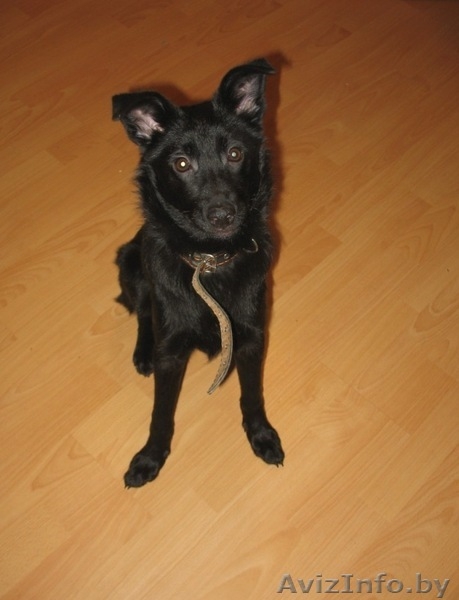 В ДАР - Ласковый щенок метис бордер колли ищет дом - Изображение #1, Объявление #140437