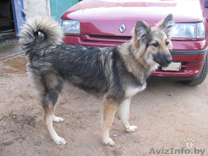 Продаю по приемлемой цене собаку - Изображение #2, Объявление #144194