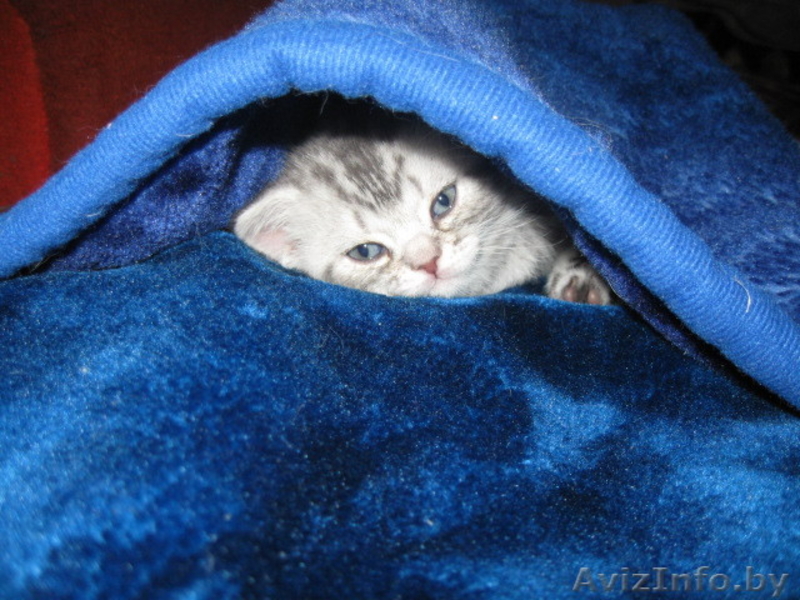 Бриташки-малышки - Изображение #5, Объявление #155778