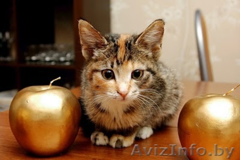 Милые котята в заботливые ручки! - Изображение #1, Объявление #142377